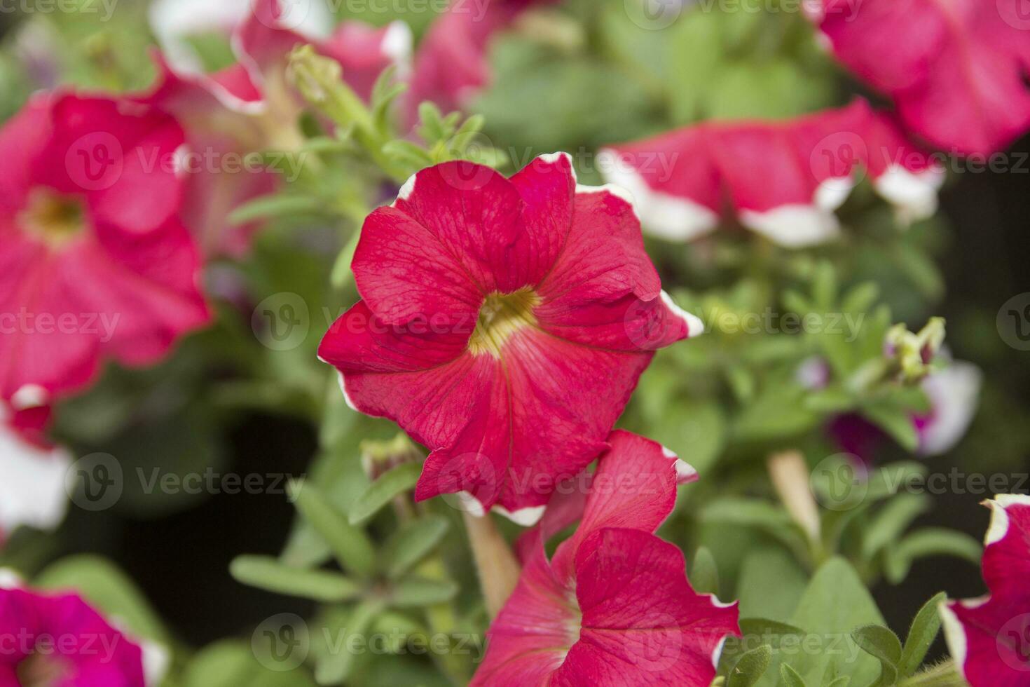 Petunia, Violet-flower Petunia photo