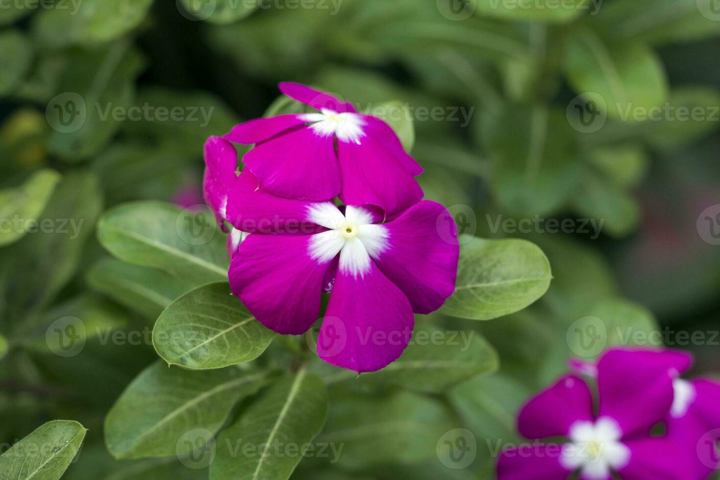 Cape periwinkle, Bright-eyes, Graveyardplant, Old-maid photo