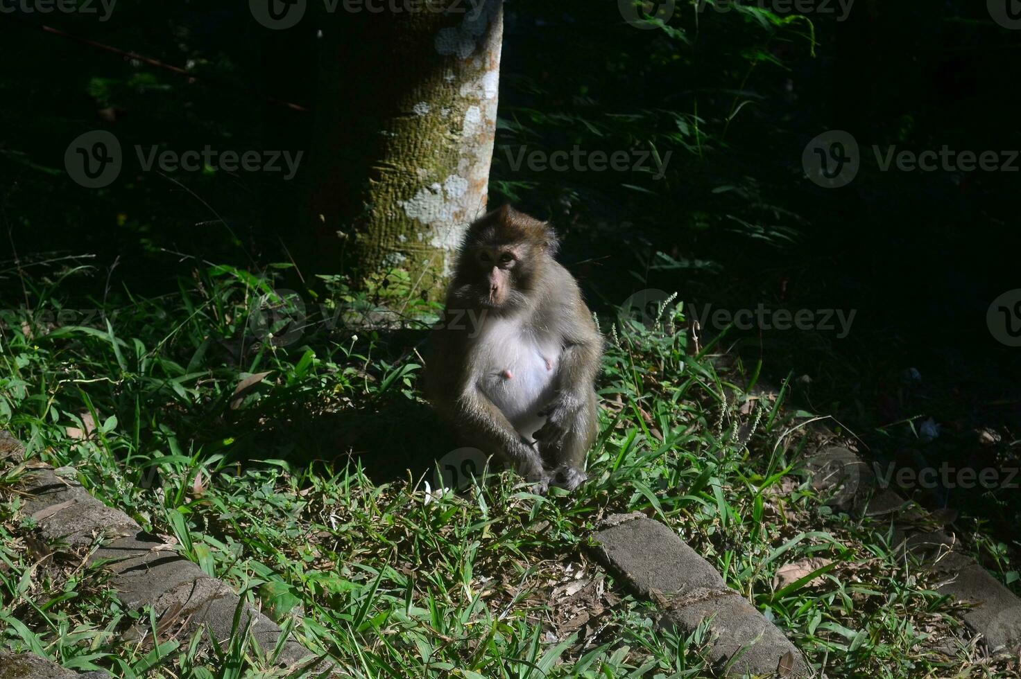 Portrait close-up of a young cynomolgus monkey looking directly into the camera, the rainforest diffuse in the background. photo