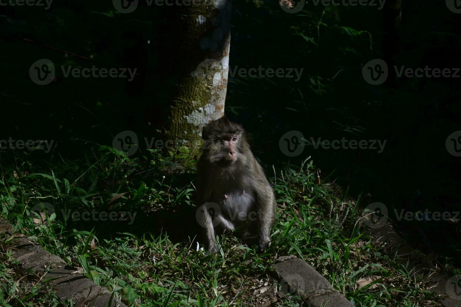 Portrait close-up of a young cynomolgus monkey looking directly into the camera, the rainforest diffuse in the background. photo