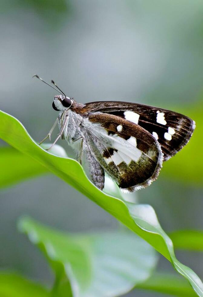 hermosa mariposa en naturaleza, naturaleza imágenes, belleza en naturaleza, frescura, fotografía foto