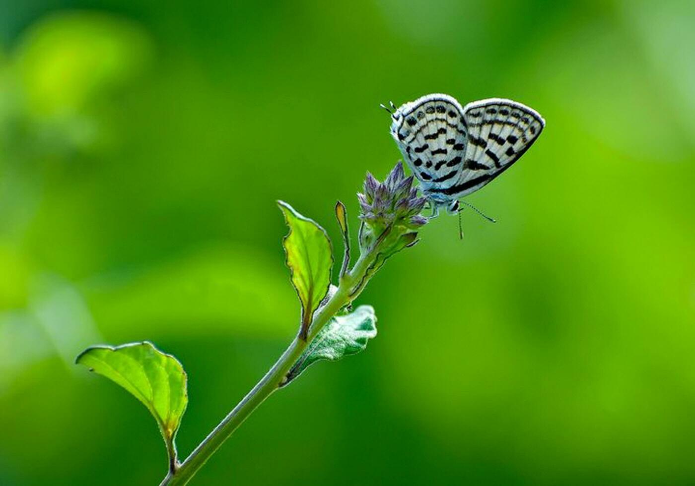 Beautiful butterfly in nature,Nature Images,beauty in nature, freshness,photography photo