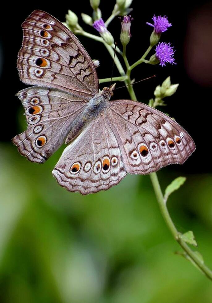 Beautiful butterfly in nature,Nature Images,beauty in nature, freshness,photography photo