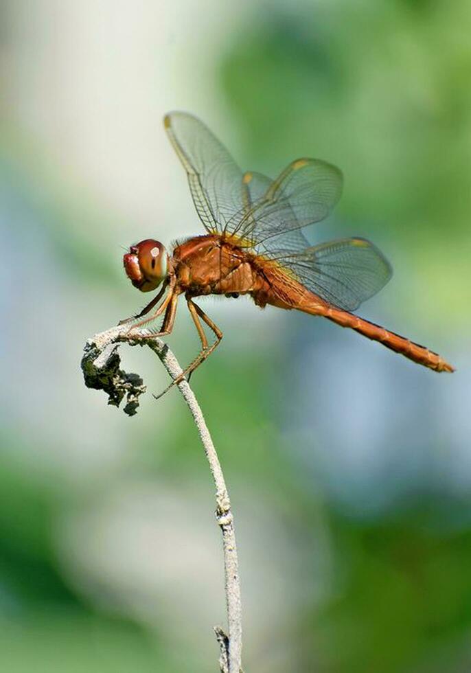 Beautiful Dragonflies in nature,Nature Images,beauty in nature, freshness,photography photo