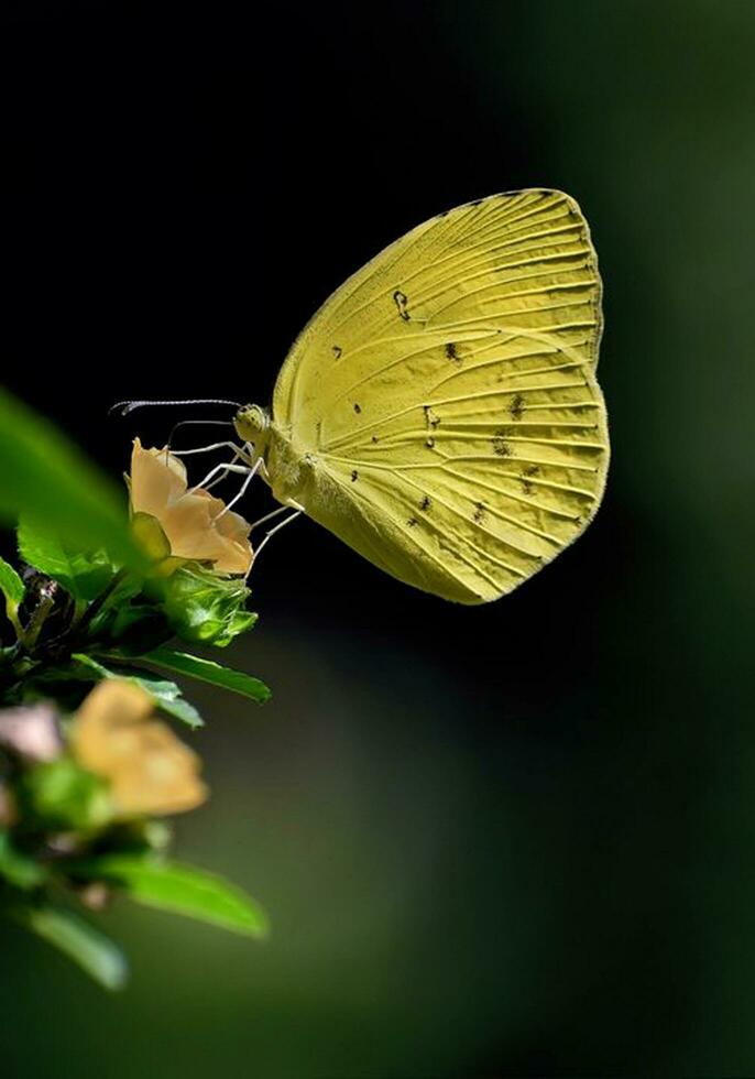 hermosa mariposa en naturaleza, naturaleza imágenes, belleza en naturaleza, frescura, fotografía foto