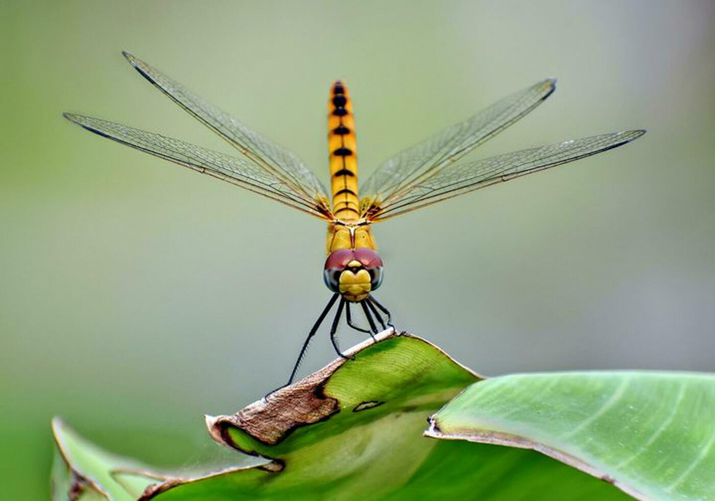 Beautiful Dragonflies in nature,Nature Images,beauty in nature, freshness,photography photo