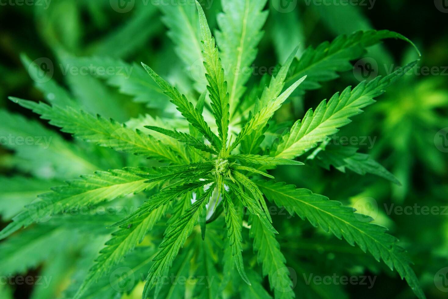 Wild agricultural hemp grows in the countryside photo