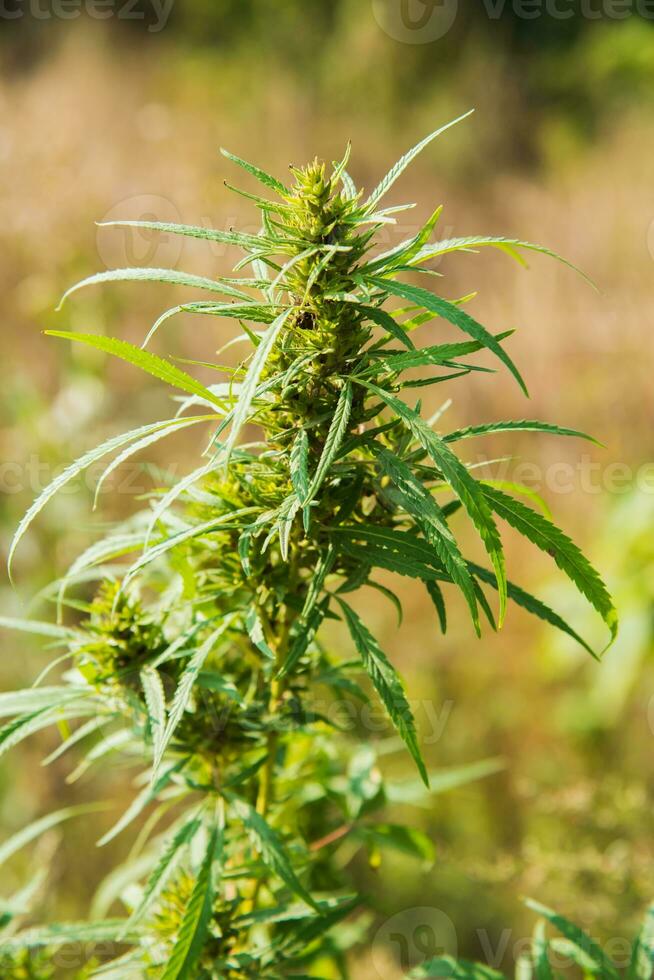 Wild agricultural hemp grows in the countryside photo