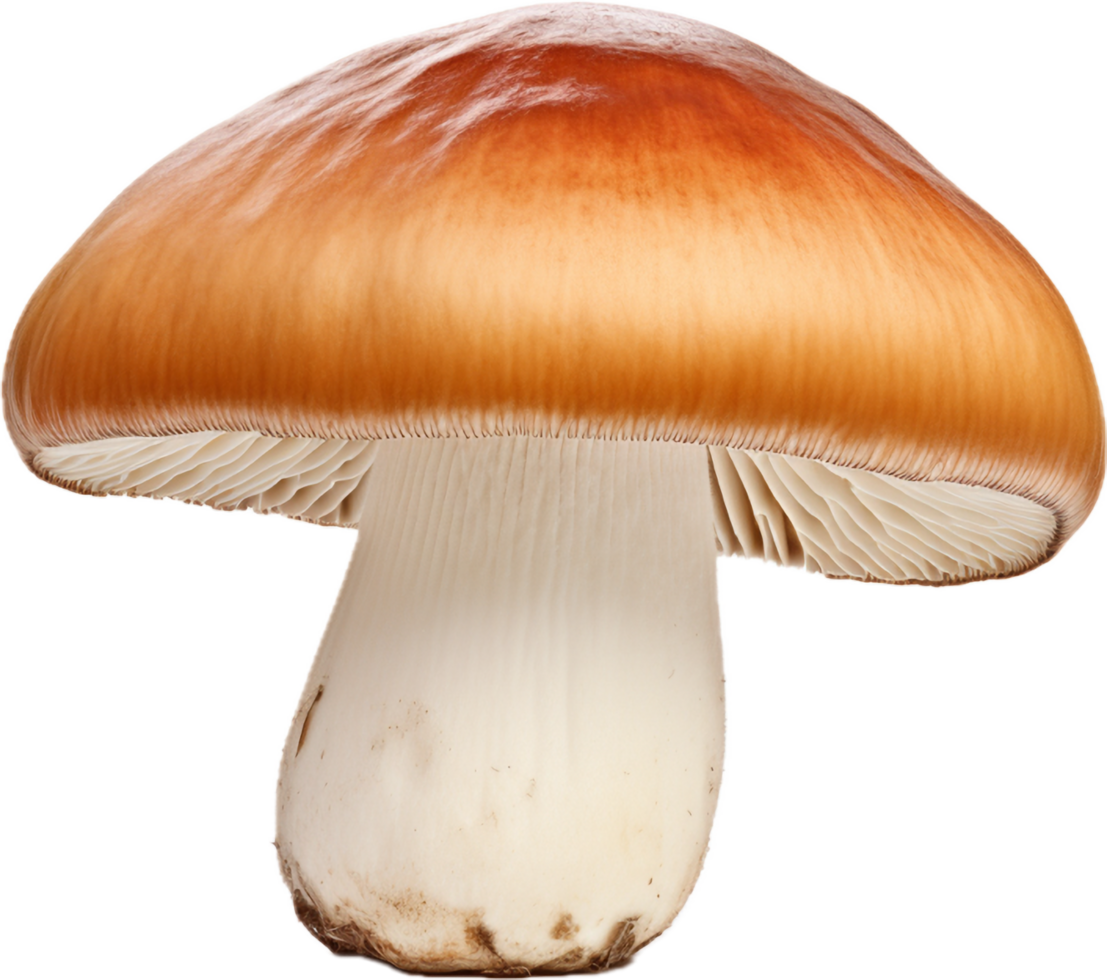 AI generated boletus mushroom png