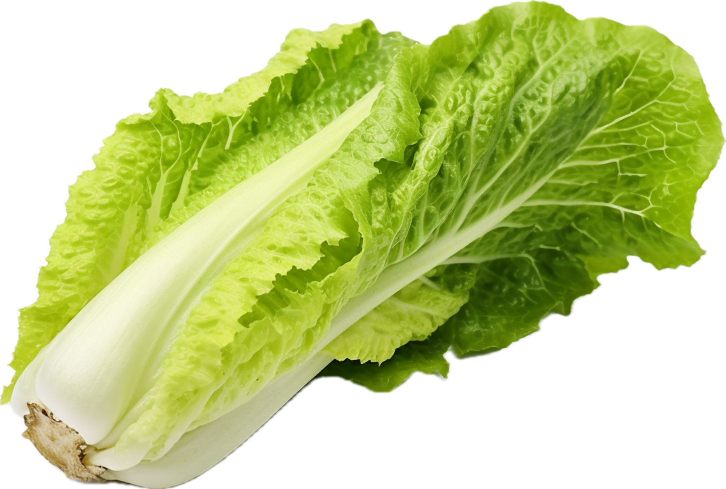 ai generato romaine lattuga png