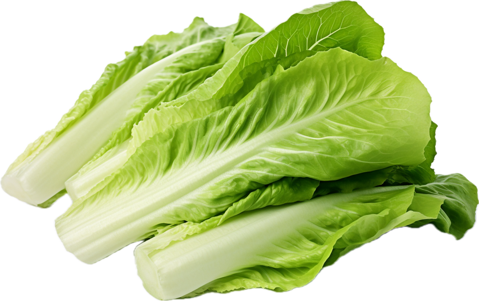 ai generato romaine lattuga png