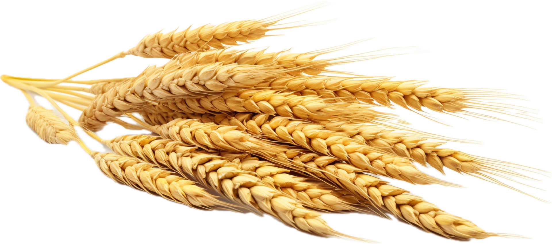 AI generated wheat grains png