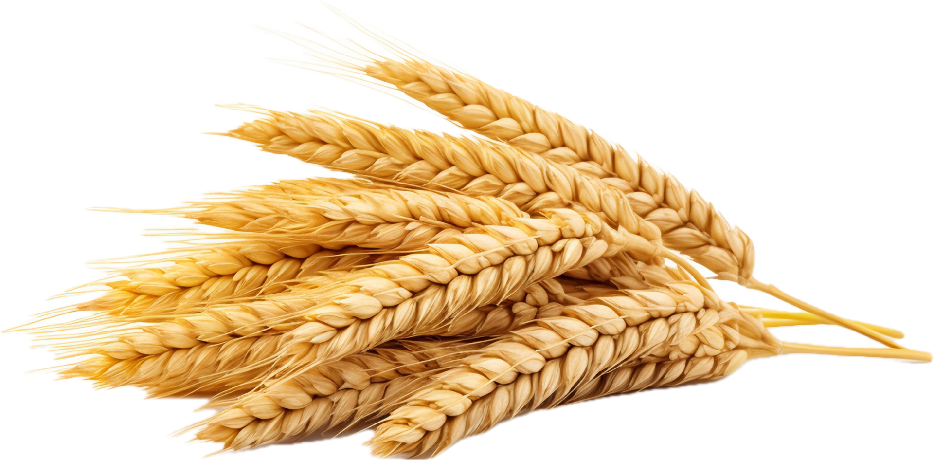 AI generated wheat grains png