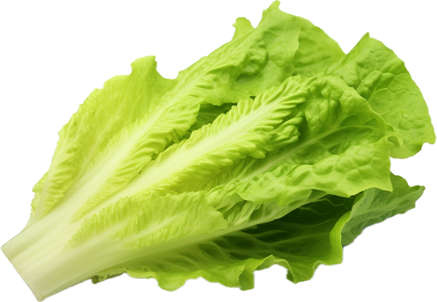 AI generated romaine lettuce png