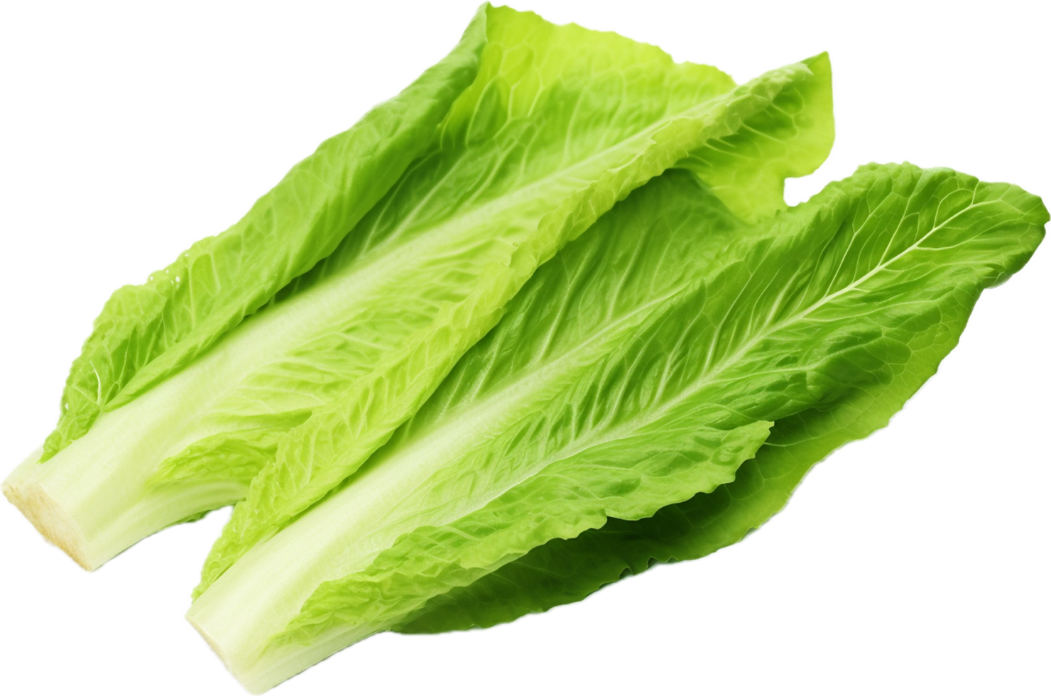 AI generated romaine lettuce png