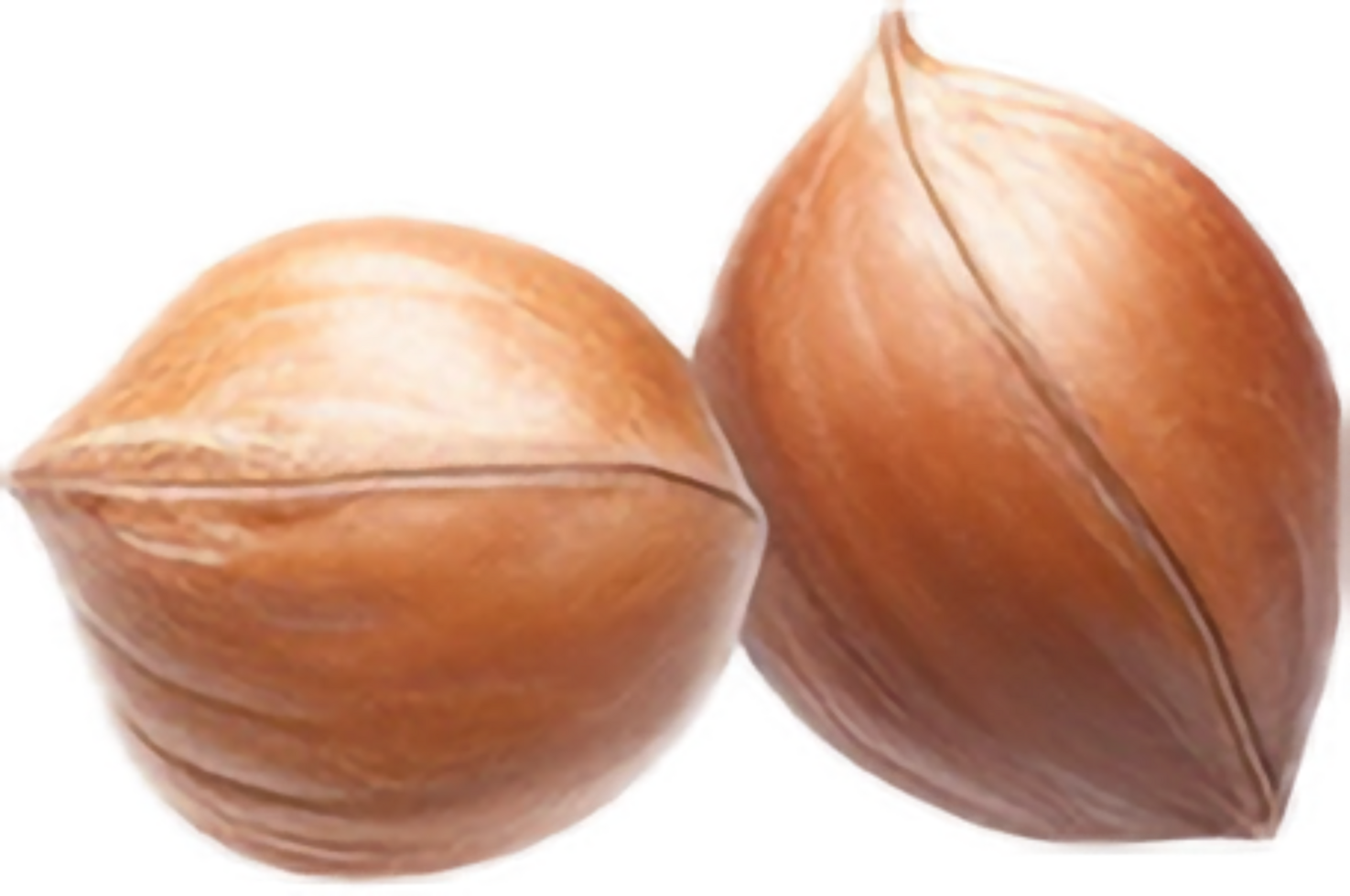 AI generated falling whole hazelnuts png