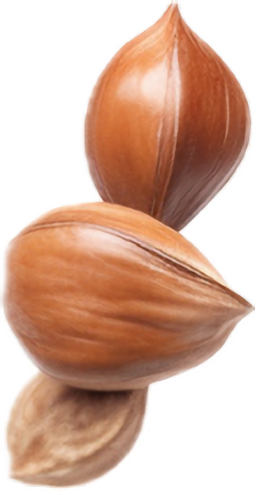 AI generated falling whole hazelnuts png