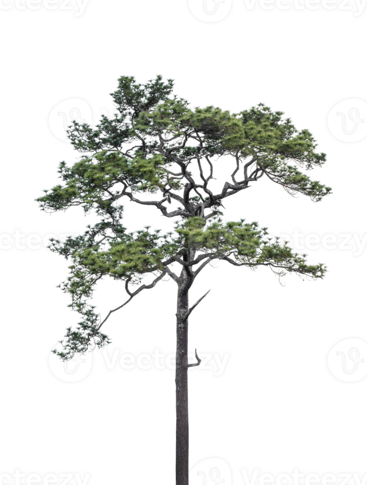 Pine tree isolated on transparent background. PNG File