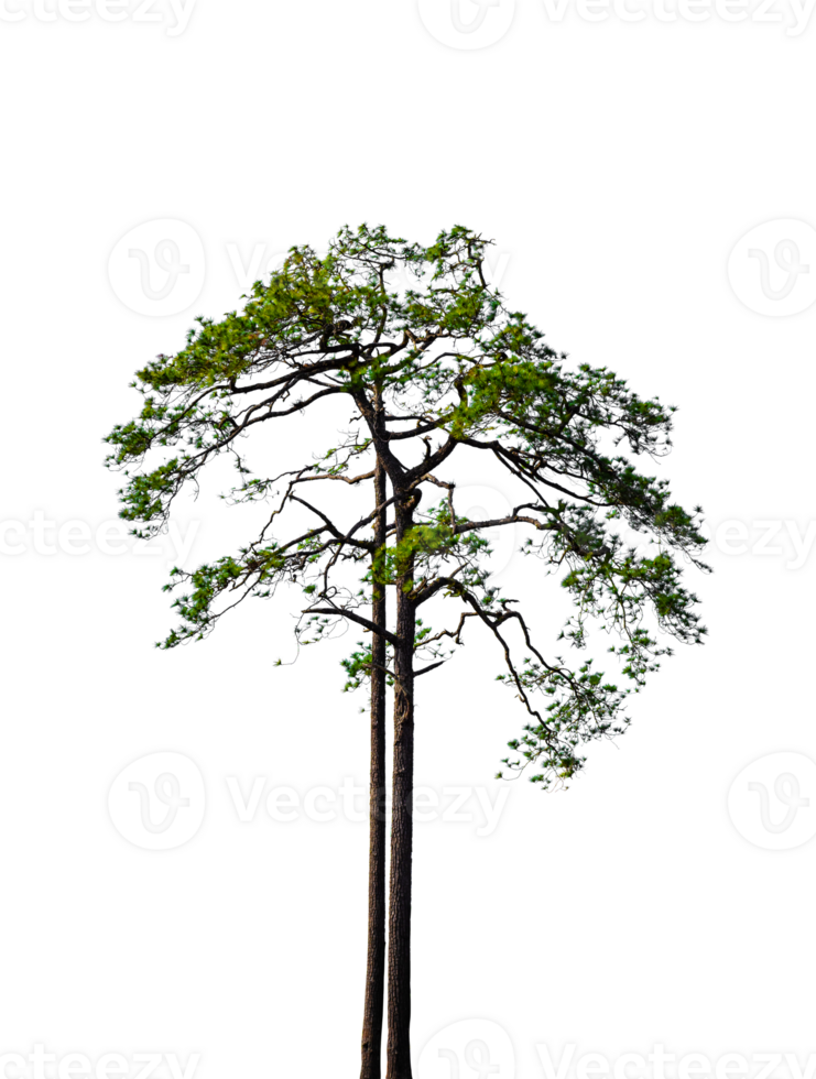 Pine tree isolated on transparent background. PNG File