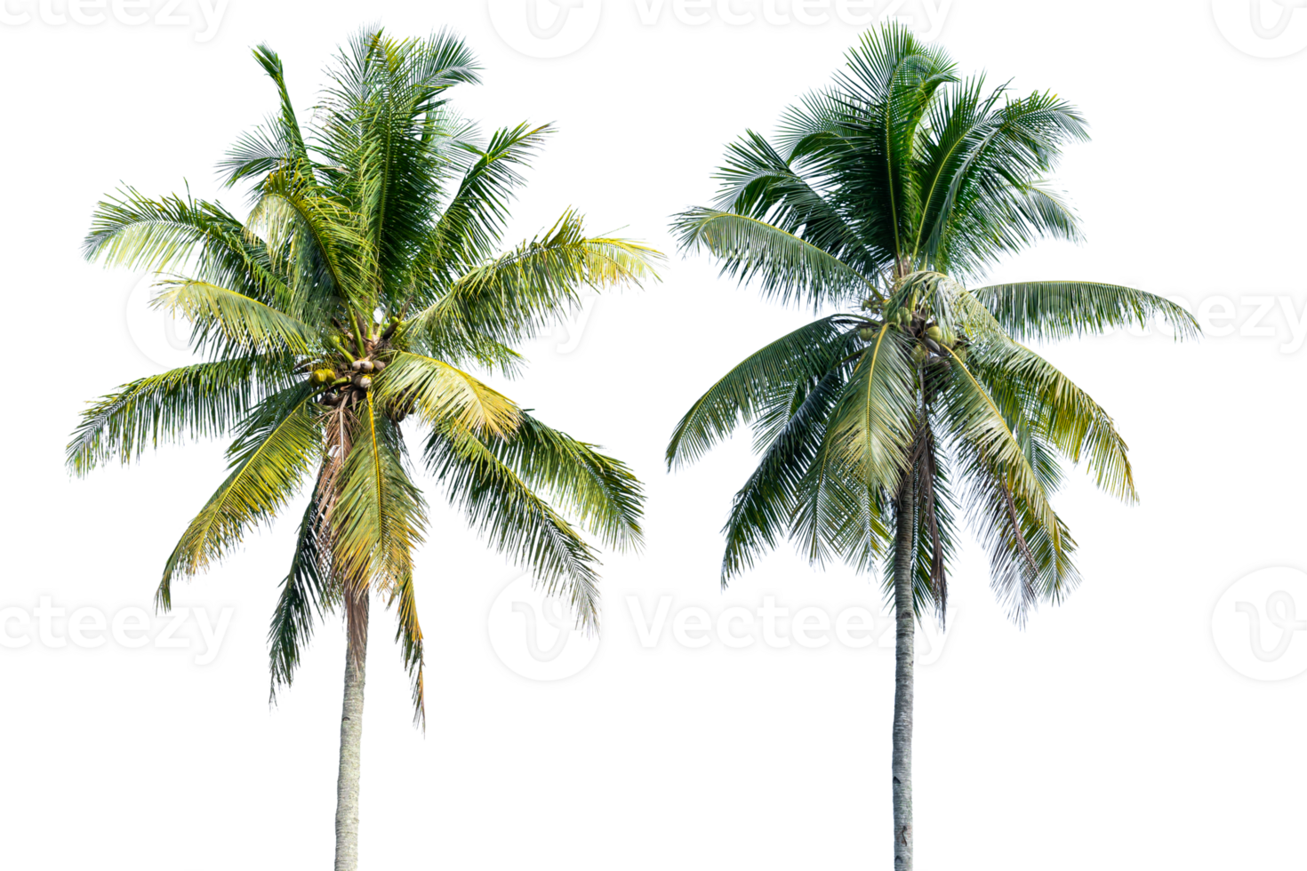Coconut palm tree isolated on transparent background. PNG File