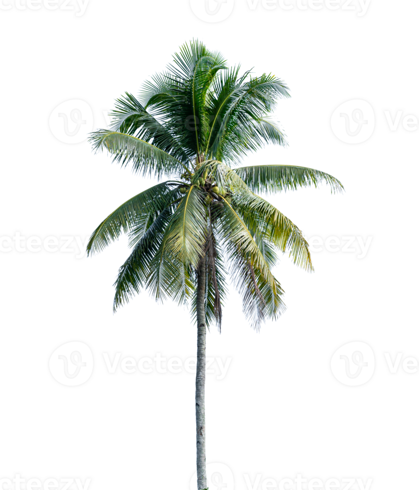 Coconut palm tree isolated on transparent background. PNG File