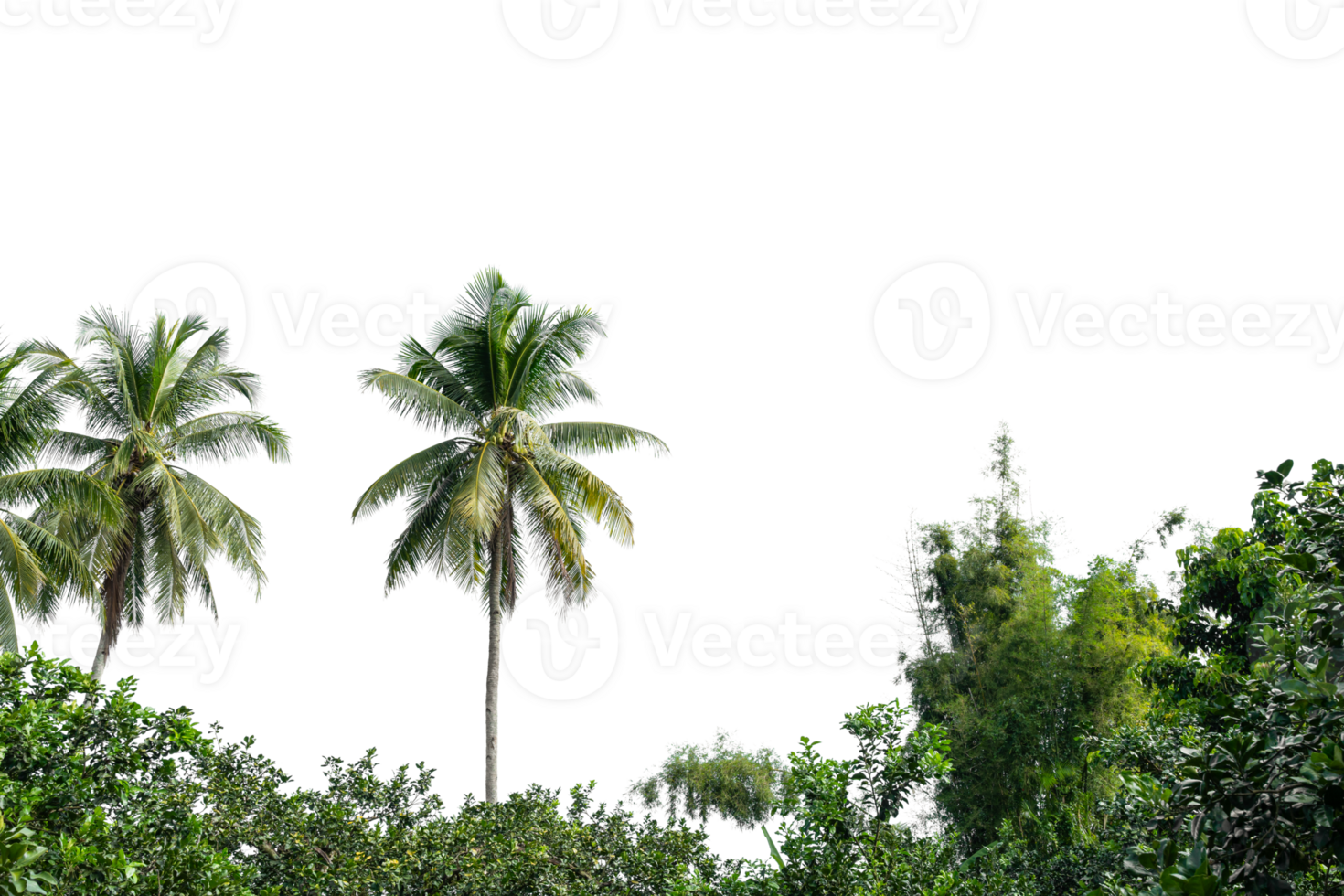 Coconut palm tree isolated on transparent background. PNG File