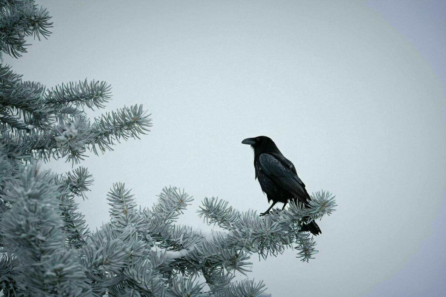 AI generated Crow on Tree Branch in Winter photo