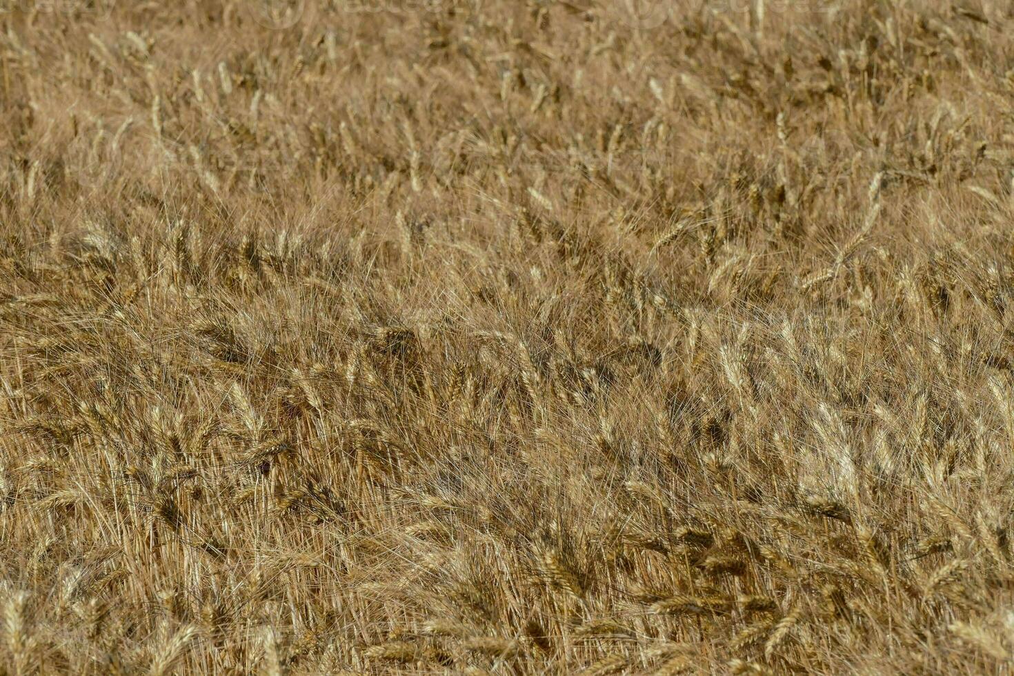 a field of wheat is shown in the distance photo