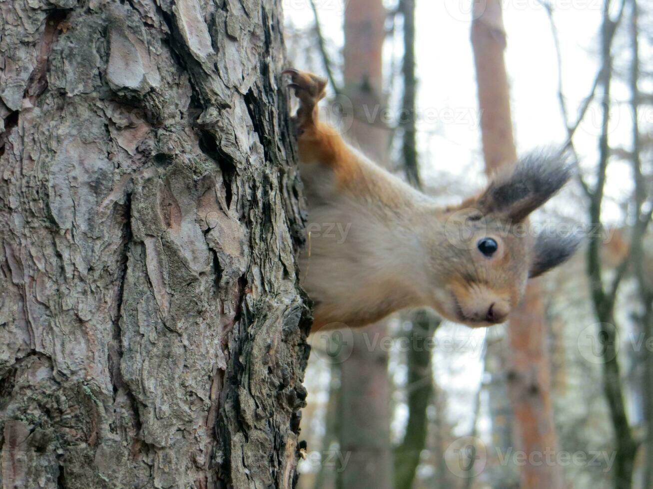 otoño parque. un gris-rojo ardilla se sienta en un árbol y mira a el cámara. de cerca foto