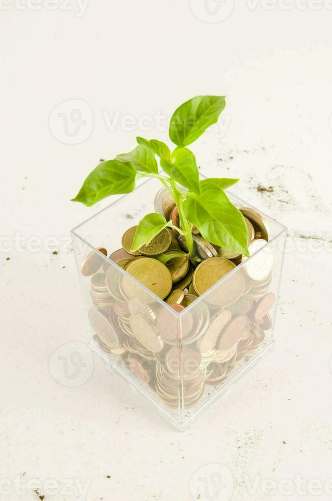 a plant growing in a clear box with coins photo
