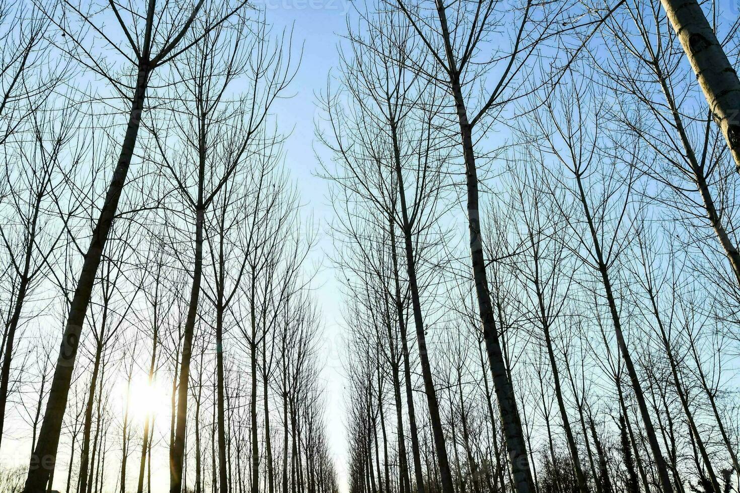 a row of trees in the middle of a field photo