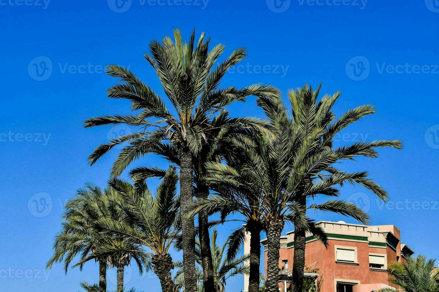 palm trees in the street in front of a building photo