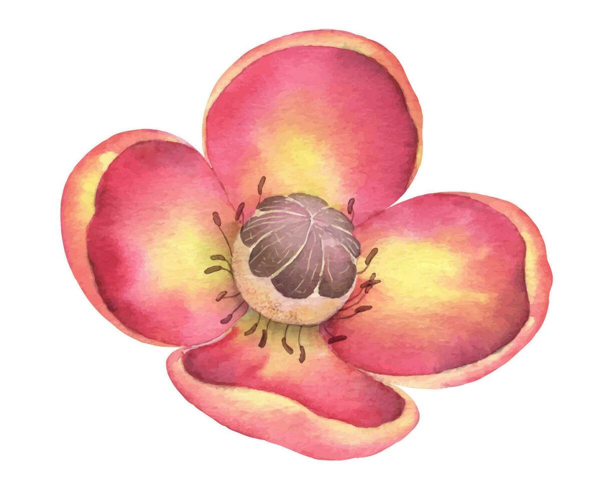 Mangosteen Flower watercolor illustration. Hand drawn floral sketch of exotic tropical blooming plant on isolated background. Botanical drawing of asian herb for icon or logo. Colorful painting vector