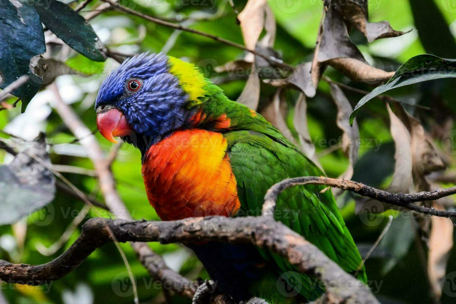 a colorful parrot sits on a branch in the forest photo