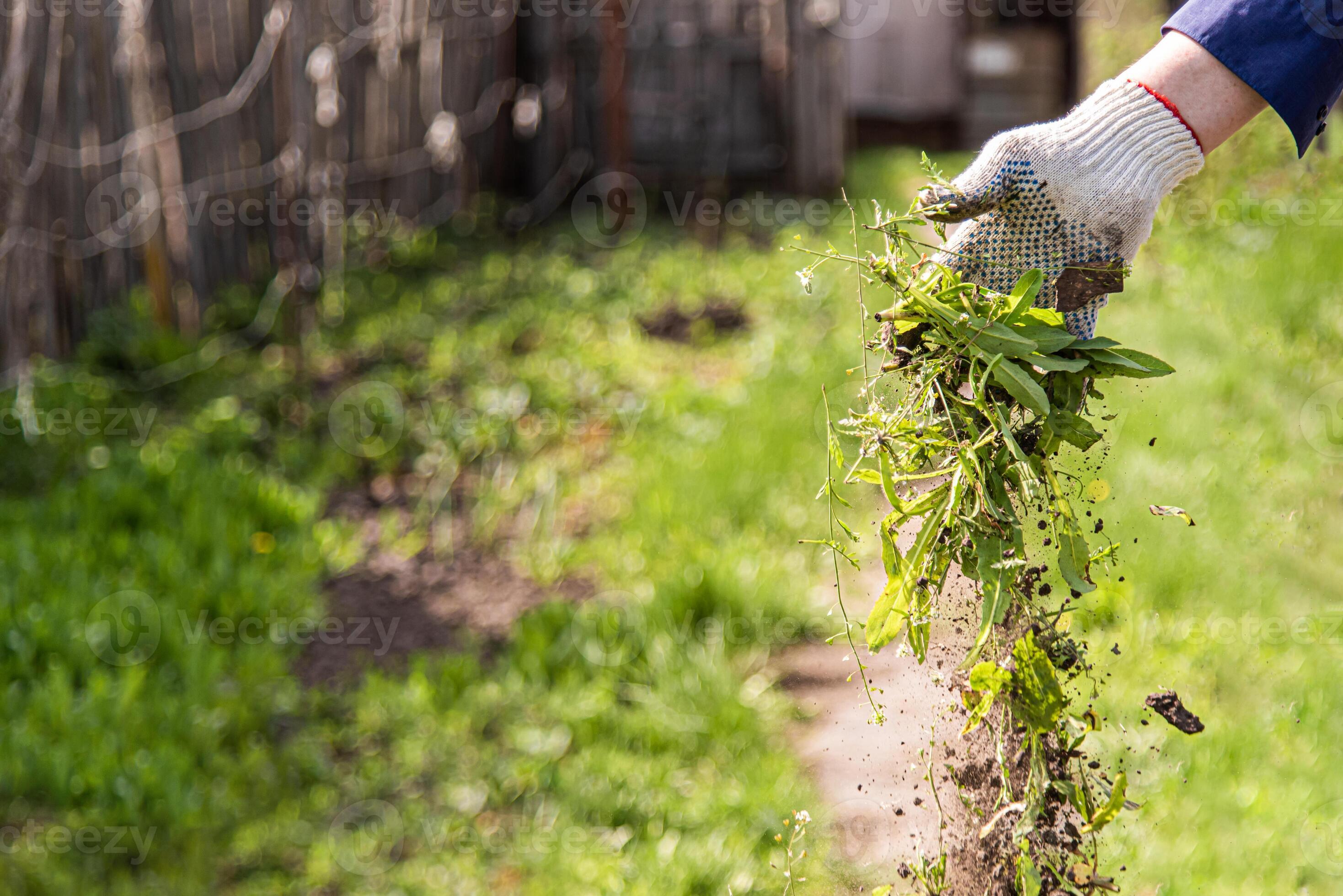 an old man throws out a weed that was harvested from his garden