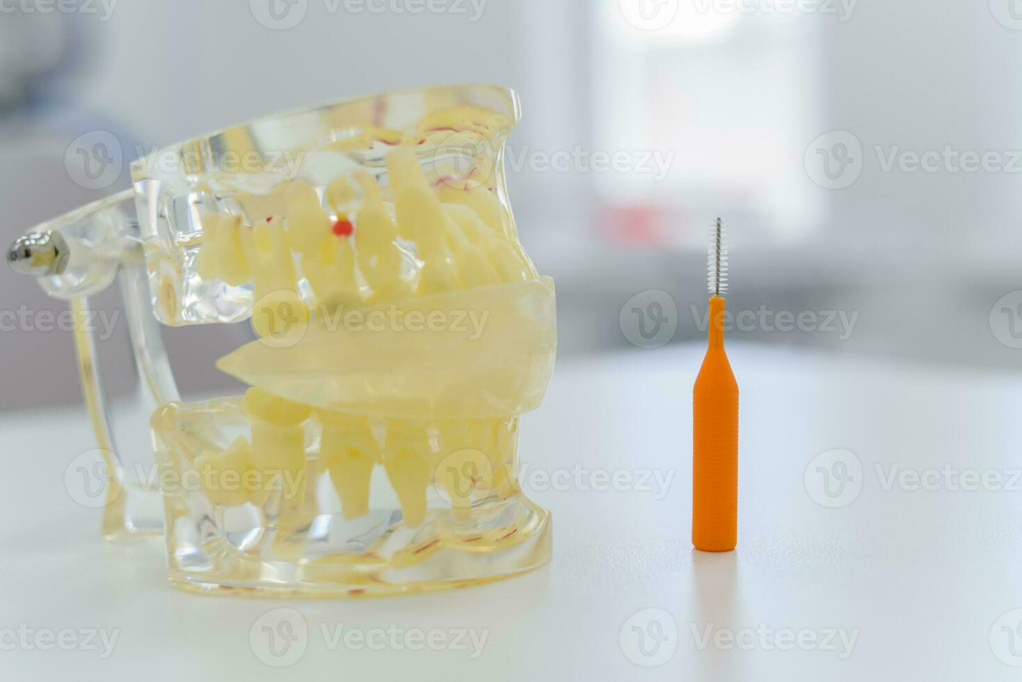 artificial transparent jaw with a brush lie on the table photo