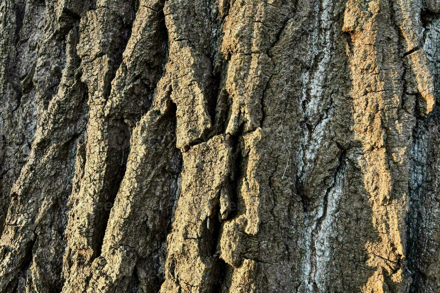 the bark of a tree photo