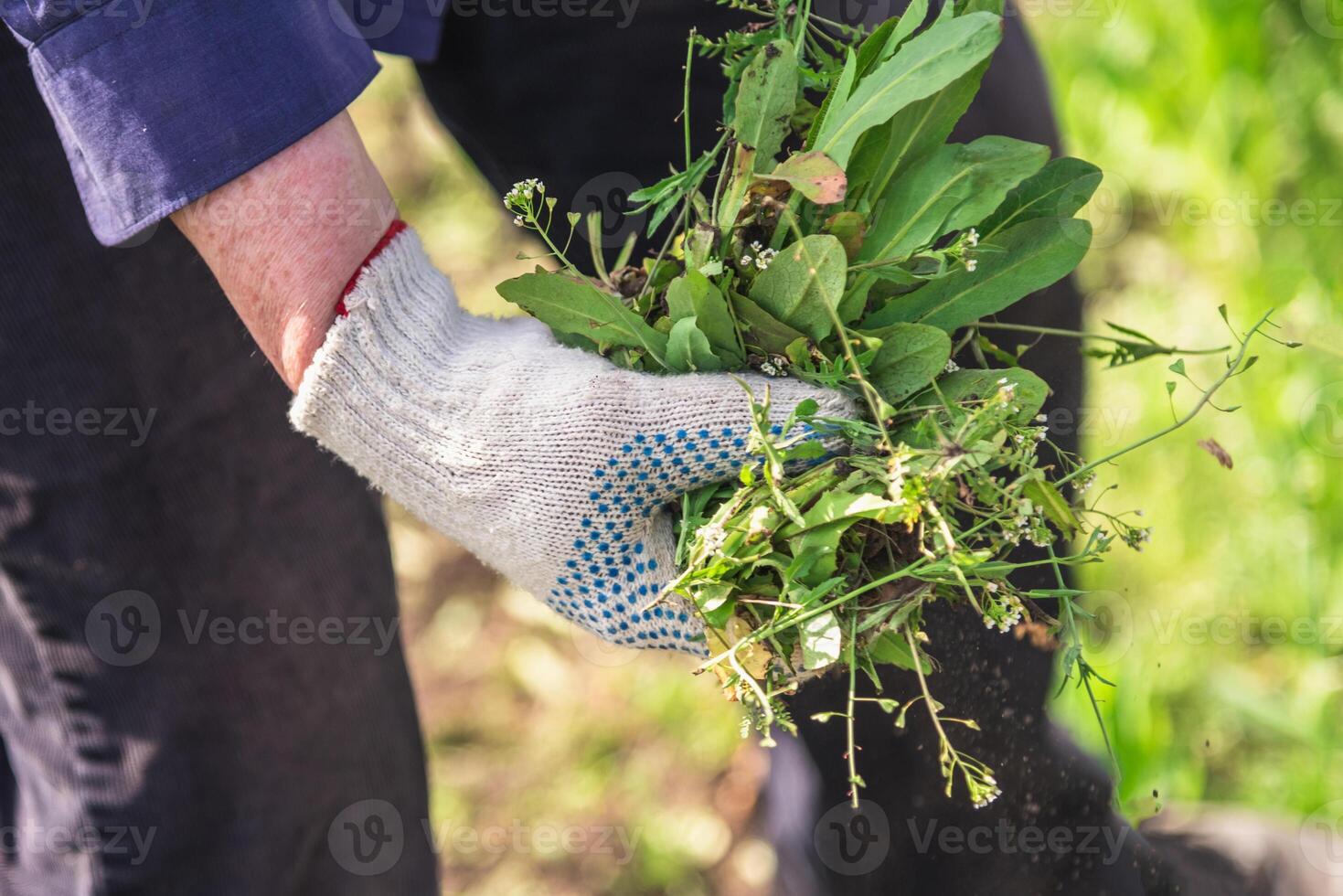 an old man throws out a weed that was harvested from his garden