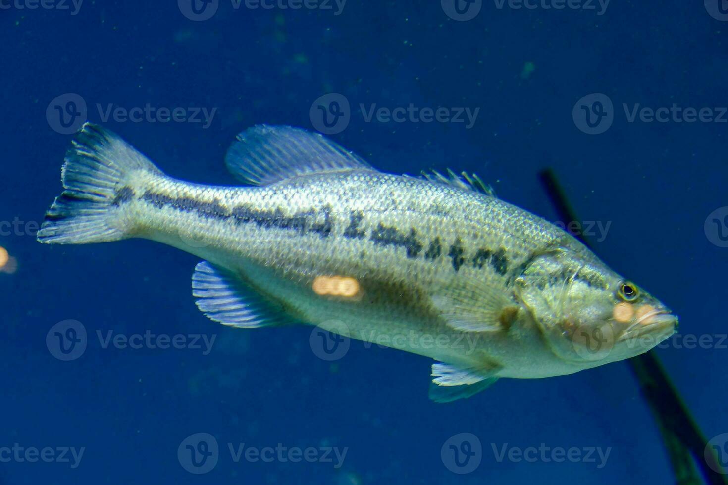 a large fish swimming in an aquarium photo