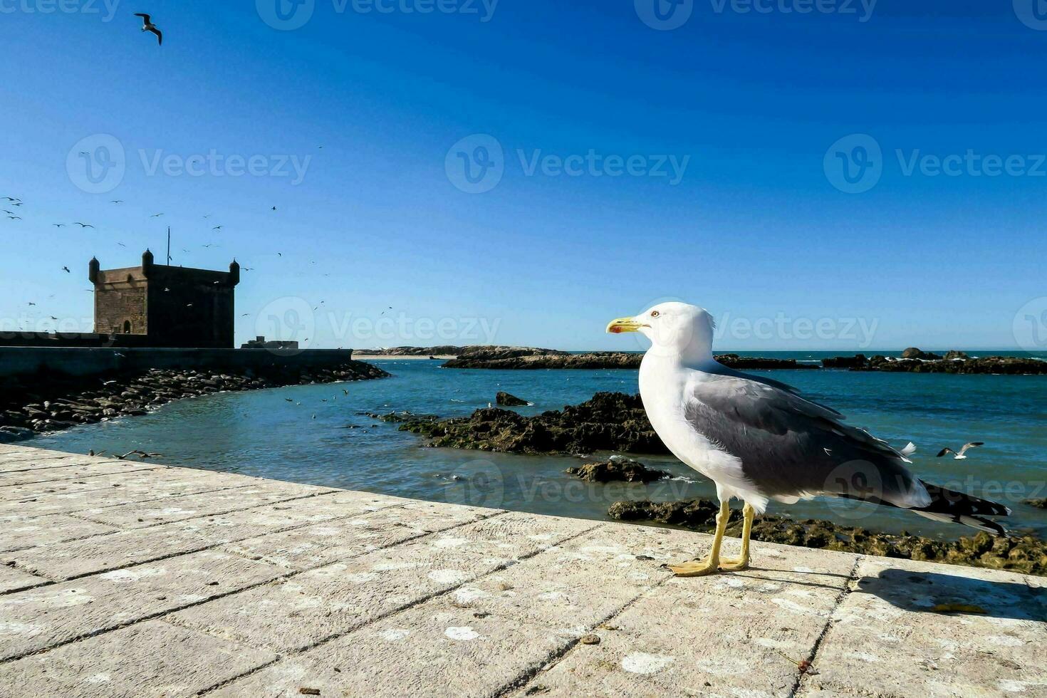 a seagull standing on the edge of a pier near the ocean photo