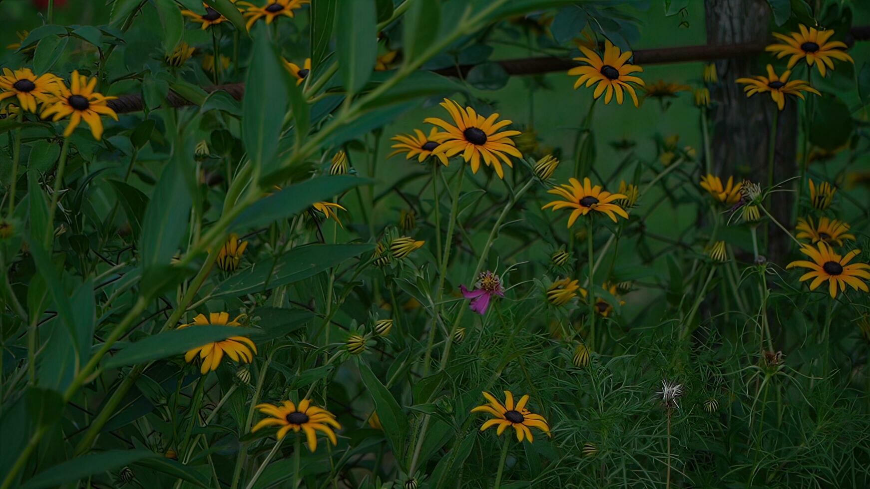 Yellow flowers of rudbeckia on a background of green leaves. photo