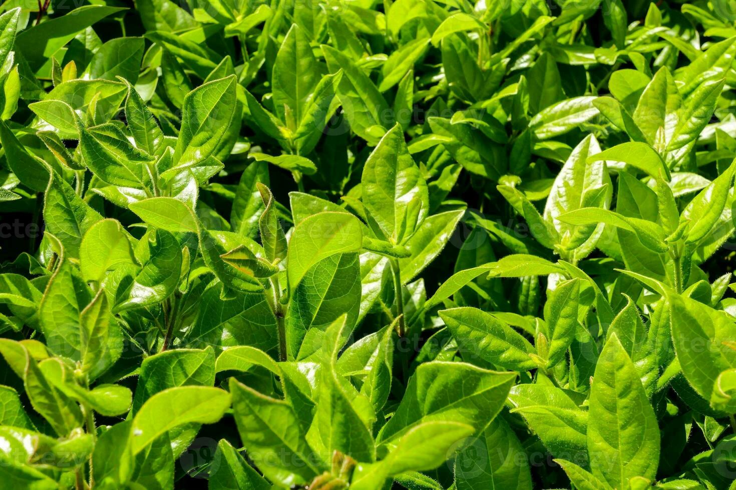 a close up of green tea leaves photo