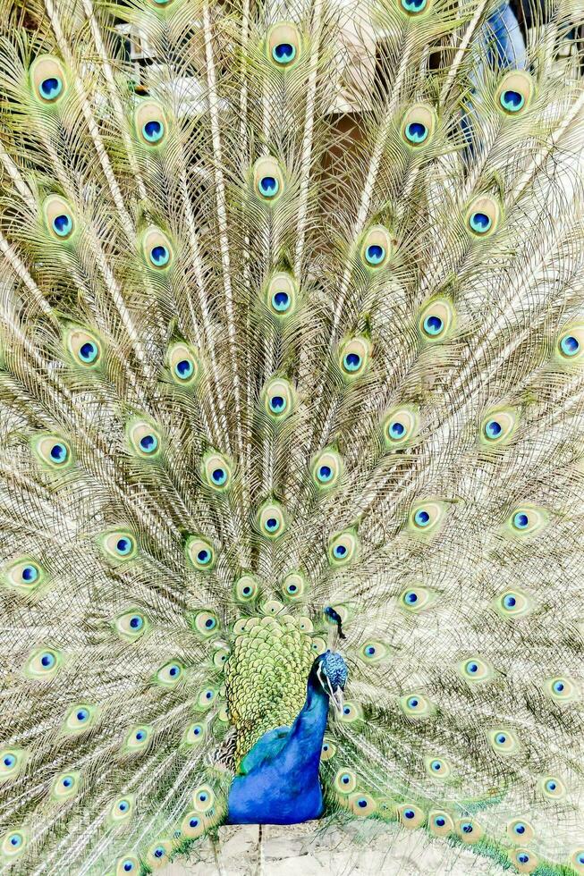a peacock is shown with its feathers spread out photo