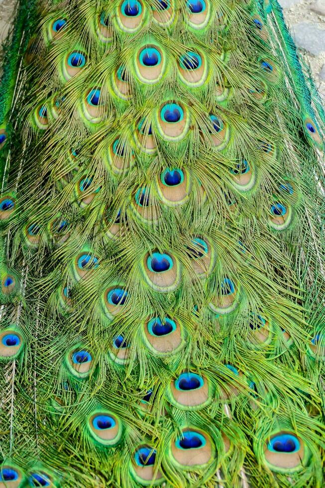 a close up of a peacock's feathers photo