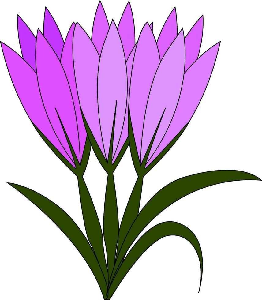 Violet crocus flowers with green leaves  vector illustration on white background