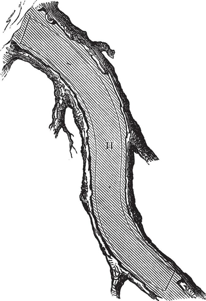 cómo un árbol es hecho dentro Tablas de madera - espalda rodilla, Clásico grabado vector