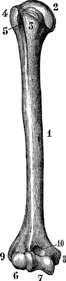 Humerus of the right side from its front face, vintage engraving. vector