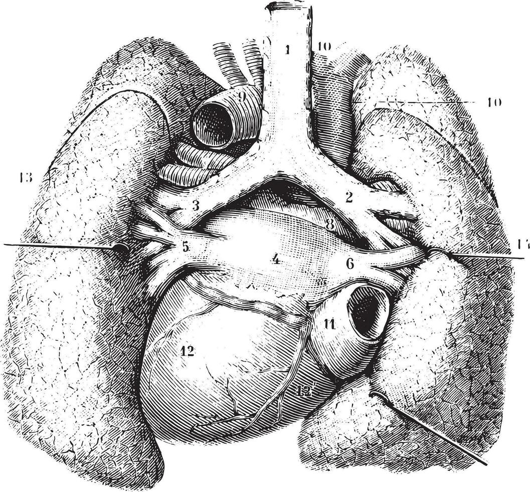 Main reports of the lungs. Thoracic organs seen by their poster vector