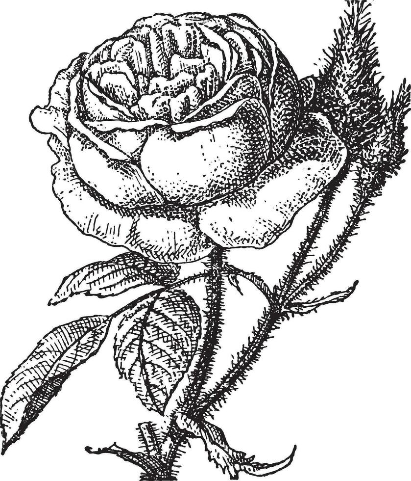 Moss Rose or Portulaca grandiflora, vintage engraving vector