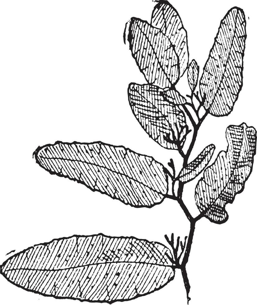 Sargasso or Sargassum vintage engraving vector